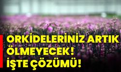 Orkideleriniz artık ölmeyecek! İşte çözümü!