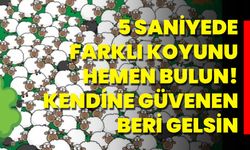 5 Saniyede Farklı Koyunu Hemen Bulun! Kendine Güvenen Beri Gelsin