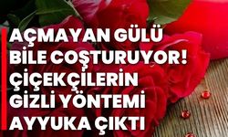 Açmayan gülü bile coşturuyor! Çiçekçilerin gizli yöntemi ayyuka çıktı