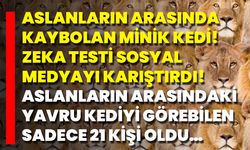Aslanların Arasında Kaybolan Minik Kedi! Zeka Testi Sosyal Medyayı Karıştırdı! Aslanların Arasındaki Yavru Kediyi Görebi