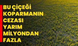 Bu çiçeği koparmanın cezası yarım milyondan fazla