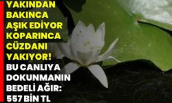 Yakından Bakınca Aşık Ediyor, Koparınca Cüzdanı Yakıyor! Bu Canlıya Dokunmanın Bedeli Ağır: 557 Bin TL