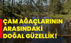 Çam ağaçlarının arasındaki doğal güzellik!