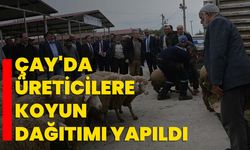 Çay'da üreticilere koyun dağıtımı yapıldı