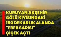 Kuruyan Akşehir Gölü Kıyısındaki 150 Dekarlık Alanda "Eber Sarısı" Çiçek Açtı