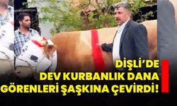 Dişli’de dev kurbanlık dana görenleri şaşkına çevirdi!
