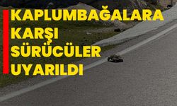 Kaplumbağalara karşı sürücüler uyarıldı