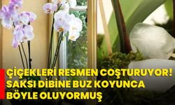 Çiçekleri Resmen Coşturuyor! Saksı Dibine Buz Koyunca Böyle Oluyormuş