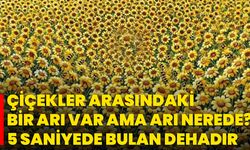 Çiçekler Arasındaki Bir Arı Var Ama Arı Nerede? 5 Saniyede Bulan Dehadır