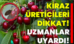 Kiraz Üreticileri Dikkat! Uzmanlar Uyardı!