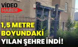 1,5 metre boyundaki yılan şehre indi!