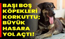 Başı Boş Köpekleri Korkuttu; Büyük Hasara Yol Açtı