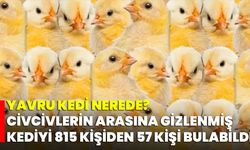 Yavru Kedi Nerede? Civcivlerin Arasına Gizlenmiş Kediyi 815 Kişiden 57 Kişi Bulabildi