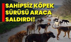 Sahipsiz Köpek Sürüsü Araca Saldırdı!