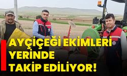 Ayçiçeği ekimleri yerinde takip ediliyor!
