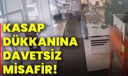 Kasap dükkanına davetsiz misafir!