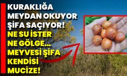 Kuraklığa Meydan Okuyor, Şifa Saçıyor! Ne Su İster Ne Gölge… Meyvesi Şifa, Kendisi Mucize!