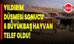 Yıldırım Düşmesi Sonucu 6 Büyükbaş Hayvan Telef Oldu!