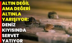 Altın Değil Ama Değeri Altınla Yarışıyor: Deniz Kıyısında Servet Yatıyor