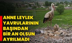 Anne leylek yavrularının başından bir an olsun ayrılmadı