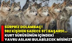 Sürpriz Dolambaç! 982 Kişiden Sadece 51’i Başardı… Kurt Sürüsünün İçindeki Yavru Aslanı Bulabilecek Misiniz?