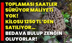 Toplaması Saatler Sürüyor, Maliyeti Yok! Kilosu 1250 TL’den Satılıyor… Bedava Bulup Zengin Oluyorlar!