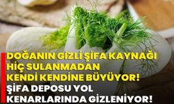 Doğanın Gizli Şifa Kaynağı Hiç Sulanmadan Kendi Kendine Büyüyor! Şifa Deposu Yol Kenarlarında Gizleniyor!