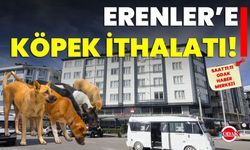 Erenler’e Köpek İthalatı!