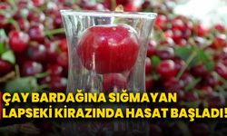 Çay bardağına sığmayan Lapseki kirazında hasat başladı