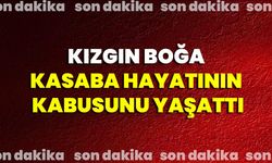 Kızgın Boğa Kasaba Hayatının Kabusunu Yaşattı