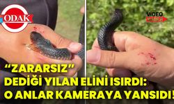 “Zararsız” dediği yılan elini ısırdı: O anlar kameraya yansıdı!