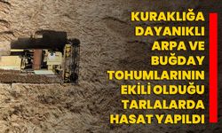 Kuraklığa dayanıklı arpa ve buğday tohumlarının ekili olduğu tarlalarda hasat yapıldı