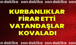 Kurbanlıklar Firar Etti, Vatandaşlar Kovaladı