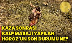 Kaza sonrası kalp masajı yapılan horoz’un son durumu ne?