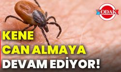 Kene can almaya devam ediyor!