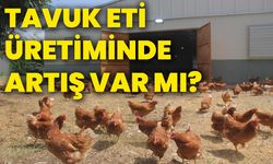 Tavuk eti üretiminde artış var mı?