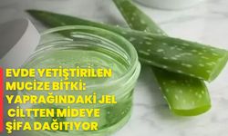 Evde Yetiştirilen Mucize Bitki: Yaprağındaki Jel Ciltten Mideye Şifa Dağıtıyor
