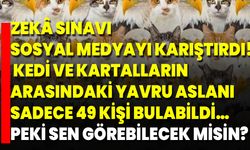 Zekâ Sınavı Sosyal Medyayı Karıştırdı! Kedi Ve Kartalların Arasındaki Yavru Aslanı Sadece 49 Kişi Bulabildi… Peki Sen Gö