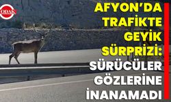 Afyon’da Trafikte Geyik Sürprizi: Sürücüler Gözlerine İnanamadı