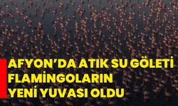 Afyon’da atık su göleti flamingoların yeni yuvası oldu