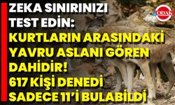 Zeka Sınırınızı Test Edin: Kurtların Arasındaki Yavru Aslanı Gören Dahidir! 617 Kişi Denedi, Sadece 11’i Bulabildi