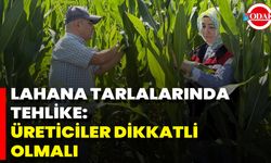 Lahana Tarlalarında Tehlike: Üreticiler Dikkatli Olmalı