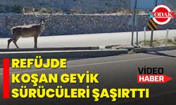 Refüjde koşan geyik sürücüleri şaşırttı
