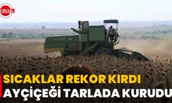 Sıcaklar Rekor Kırdı, Ayçiçeği Tarlada Kurudu