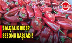 Salçalık Biber Sezonu Başladı!
