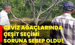 Ceviz ağaçlarında çeşit seçimi soruna sebep oldu!