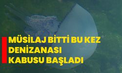 Müsilaj bitti bu kez denizanası kabusu başladı