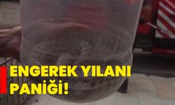 Elazığ’da engerek yılanı paniği!