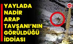 Yaylada Nadir Arap Tavşanı’nın Görüldüğü İddiası