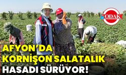 Afyonkarahisar’da kornişon salatalık hasadı sürüyor!